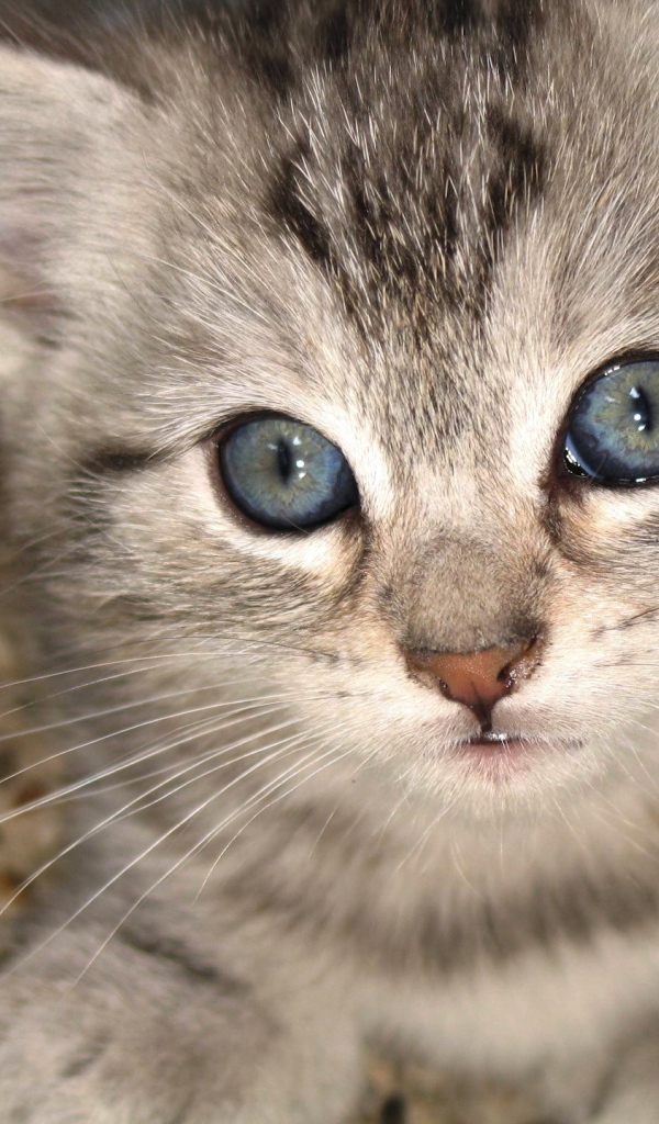 Котенок с серо голубыми глазами