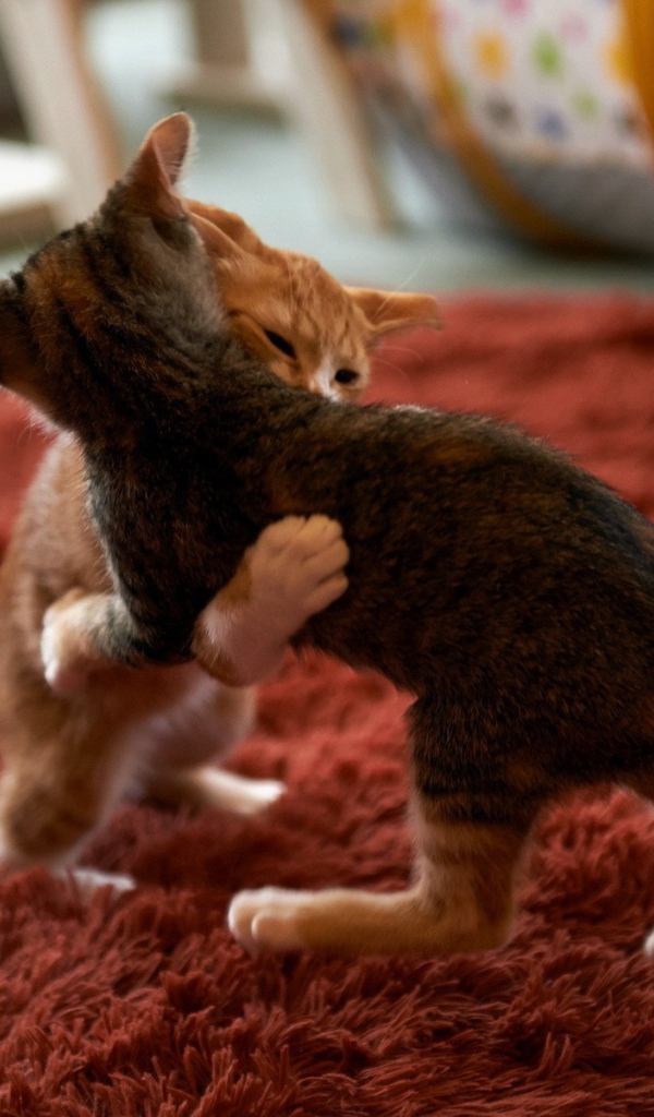 Котята играют на красном ковре