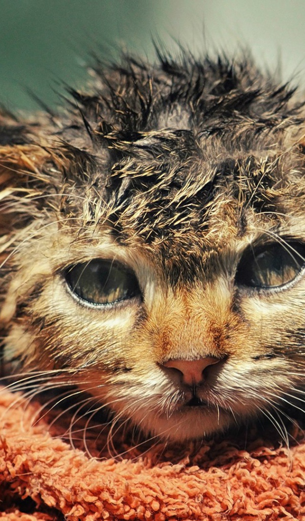 Котенок после купания