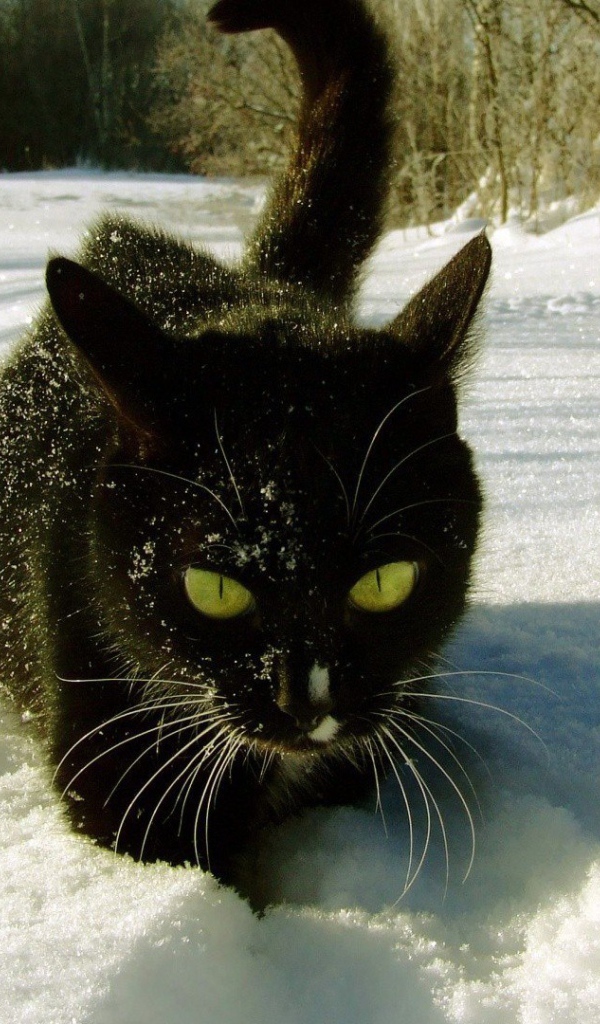 Безумный мартовский кот