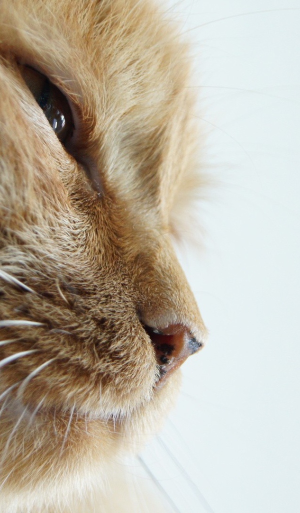 Морда старого рыжего кота