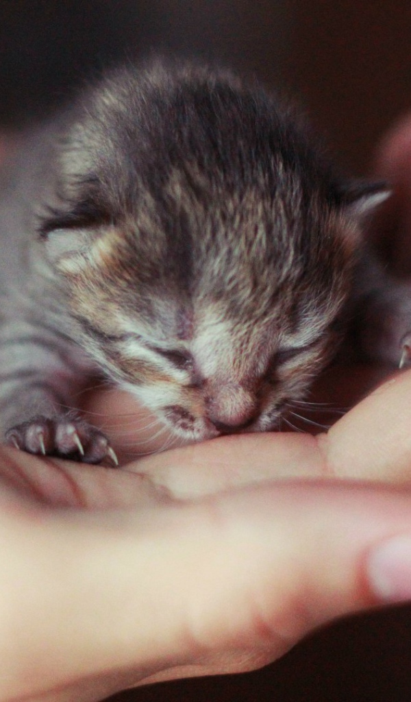 Новорожденный котенок на ладони