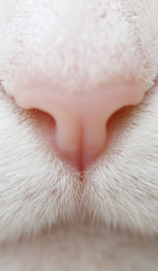 Розовый нос на белой мордочке кота