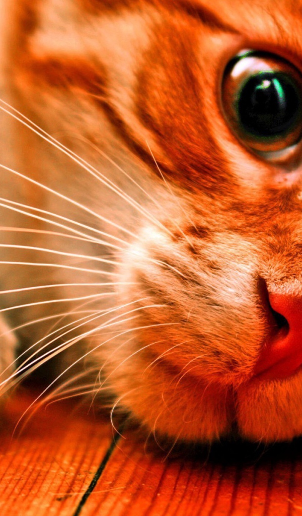 Розовоносый кот заглядывает под кровать