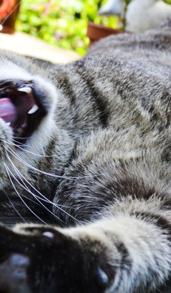 Довольный забавный кот