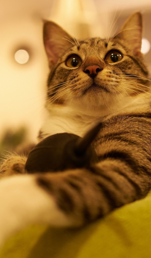 Горделивый домашний кот