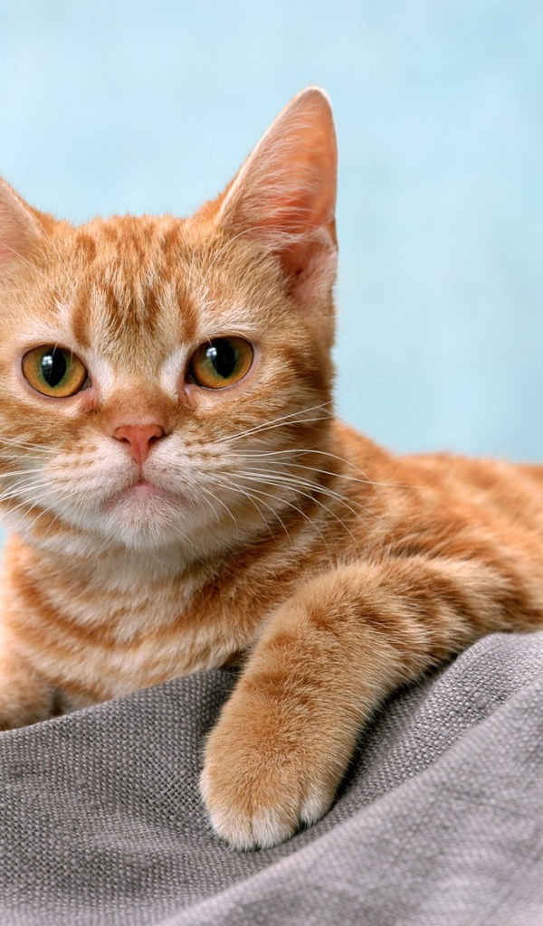 Курносый рыжий котенок