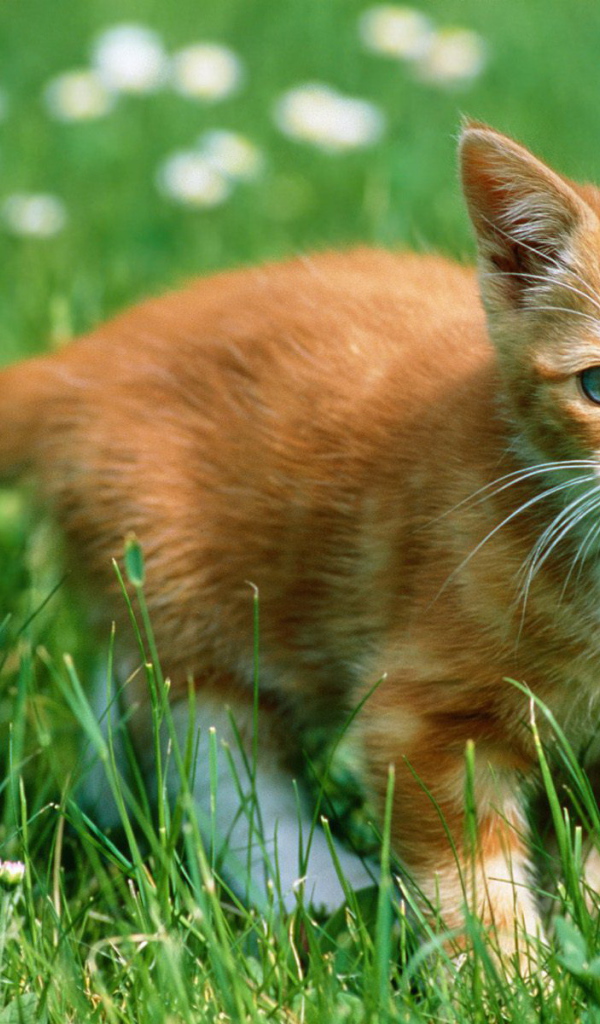 Рыжий котенок в траве