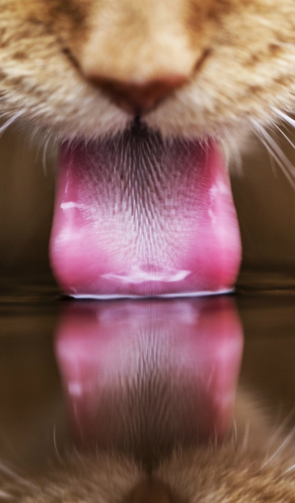 Рыжий кот пьет воду