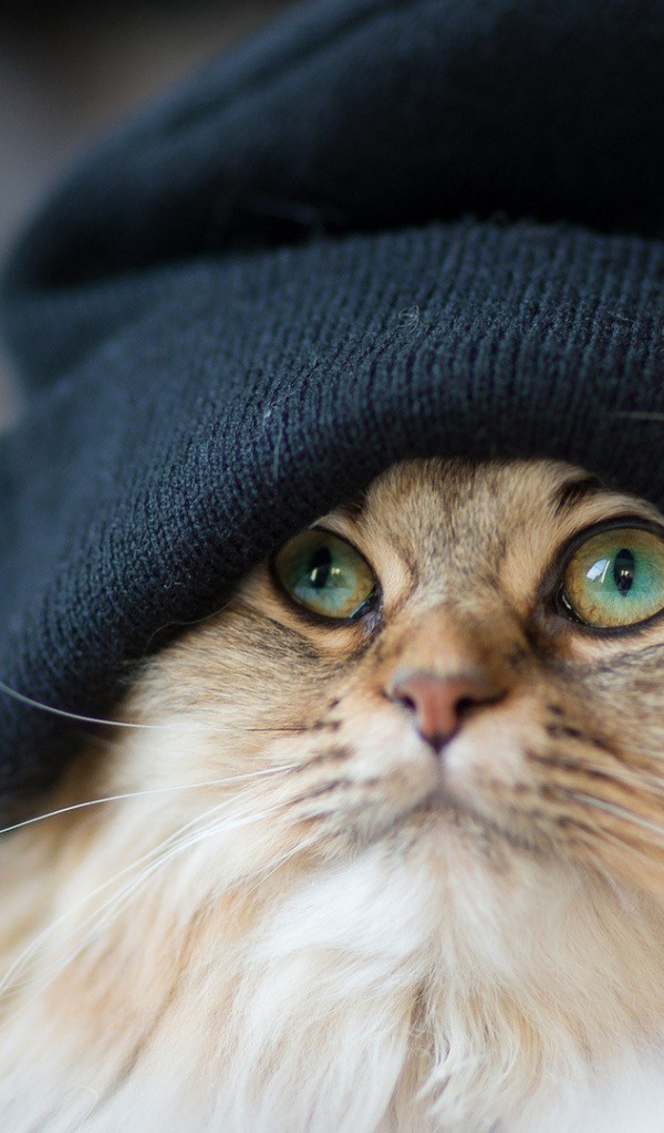 Рыжий кот в шапке