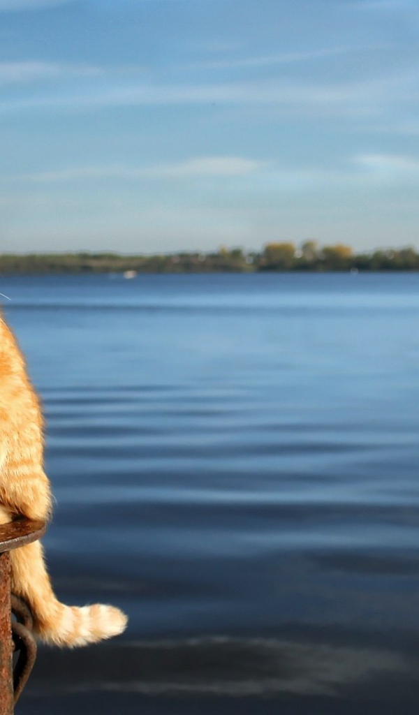 Рыжий кот на фоне воды