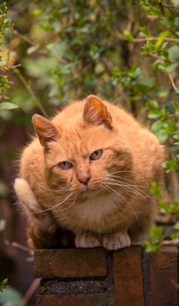 Рыжий кот на каменном заборе