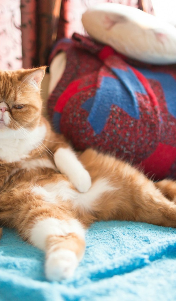 Рыжий кот на подушках