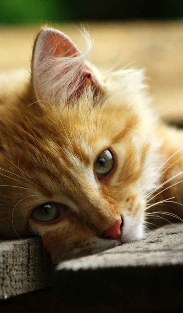 Рыжий кот на серых досках