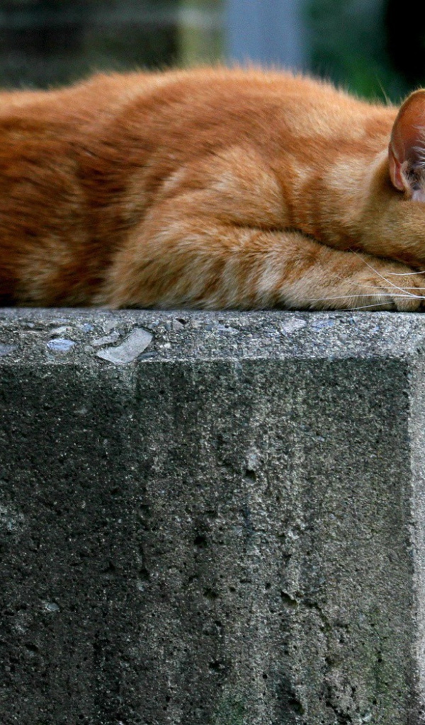 Рыжий кот опустил лапу вниз