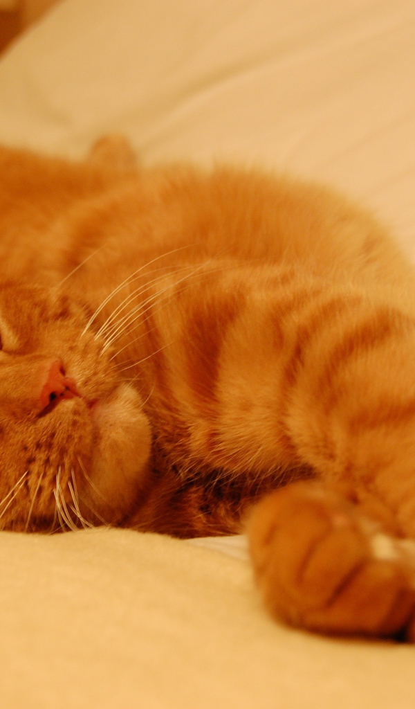 Рыжий кот сладко спит на простыне