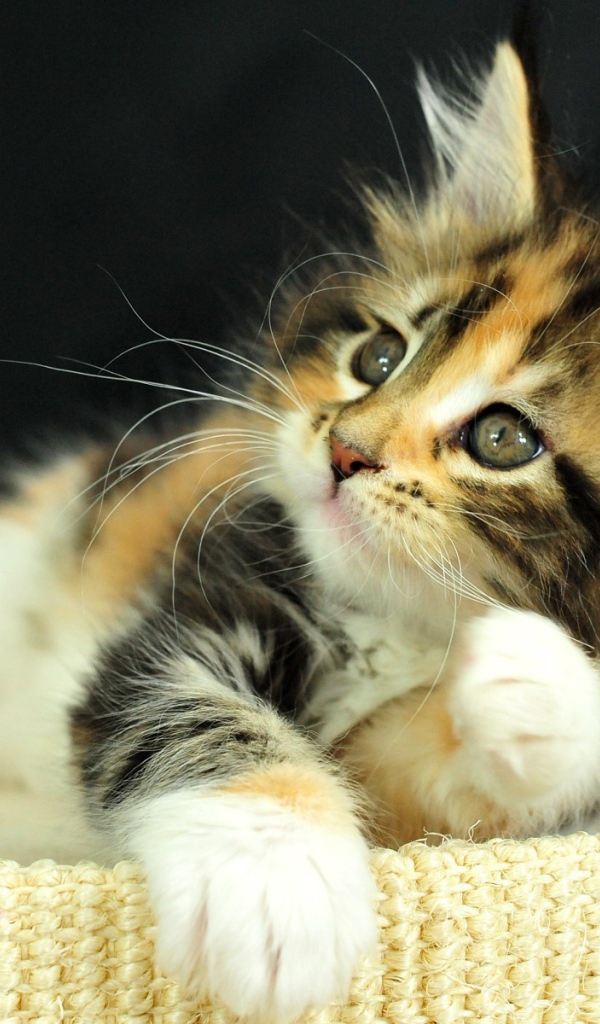 Рыжий котенок на пуфе