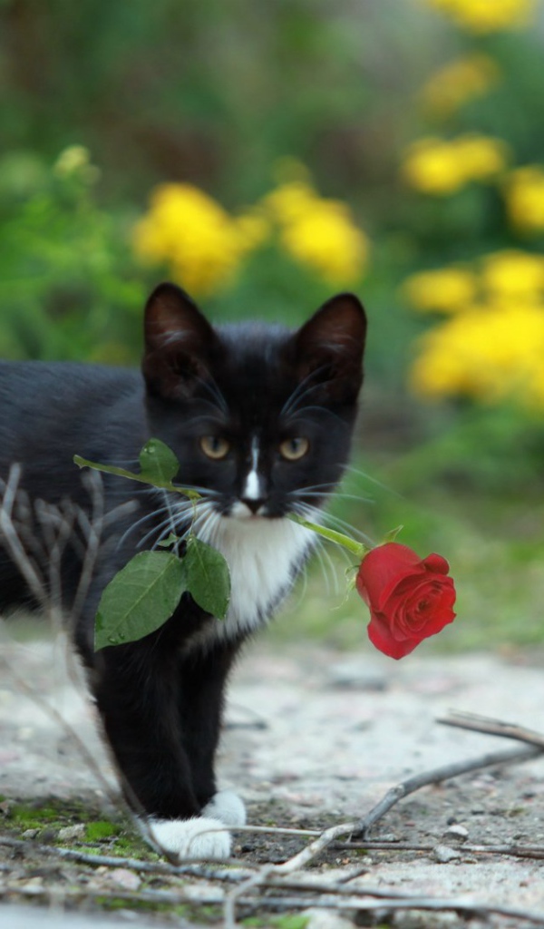 Роза в зубах у котенка