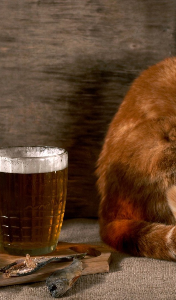 Рыжик тоже хочет пива