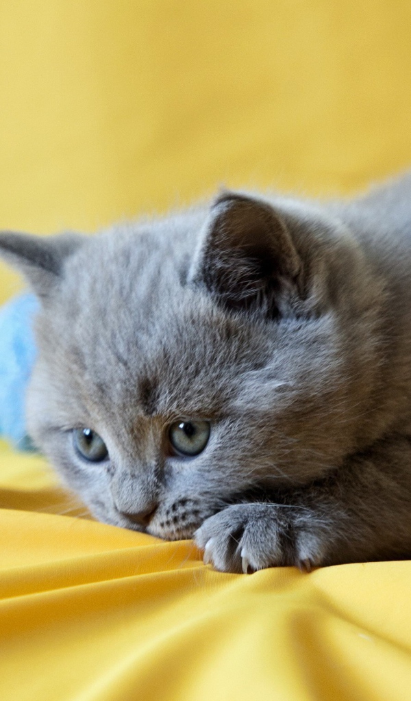 Грустный котенок с голубыми клубками