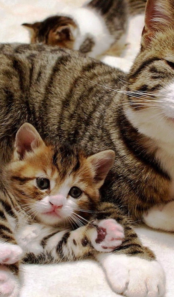 Довольная кошка с котенком