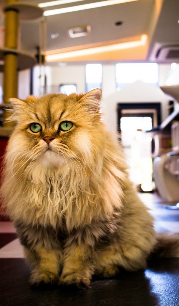 Лохматый кот с игрушкой