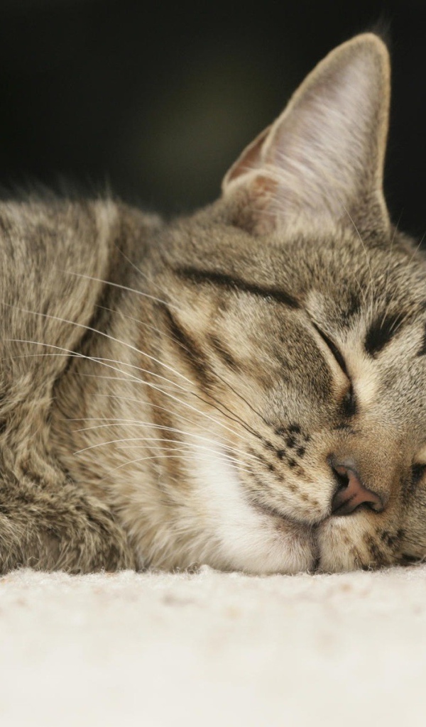Спящий домашний кот