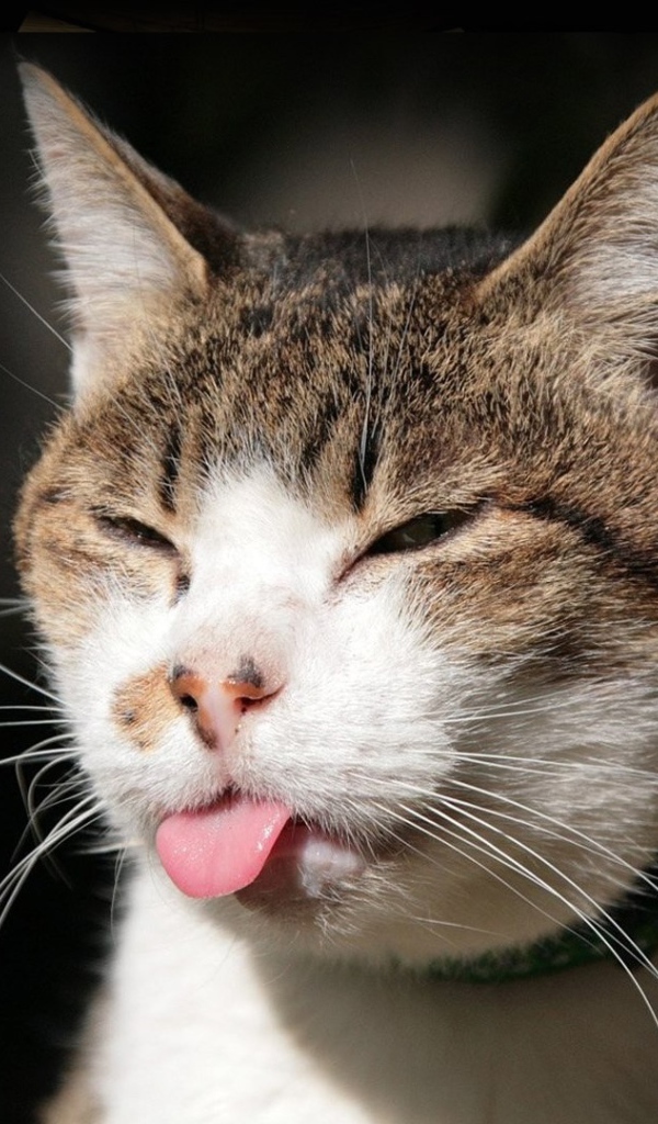 Хитрый кот показывает язык