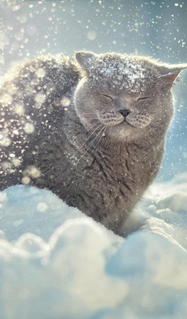 Снег падает на голову коту