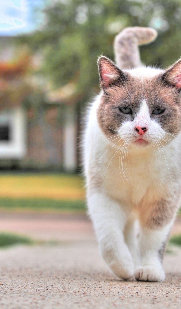 Уличный кот бандит