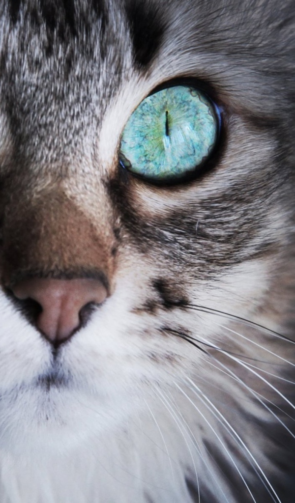 Удивленный кот с серыми глазами