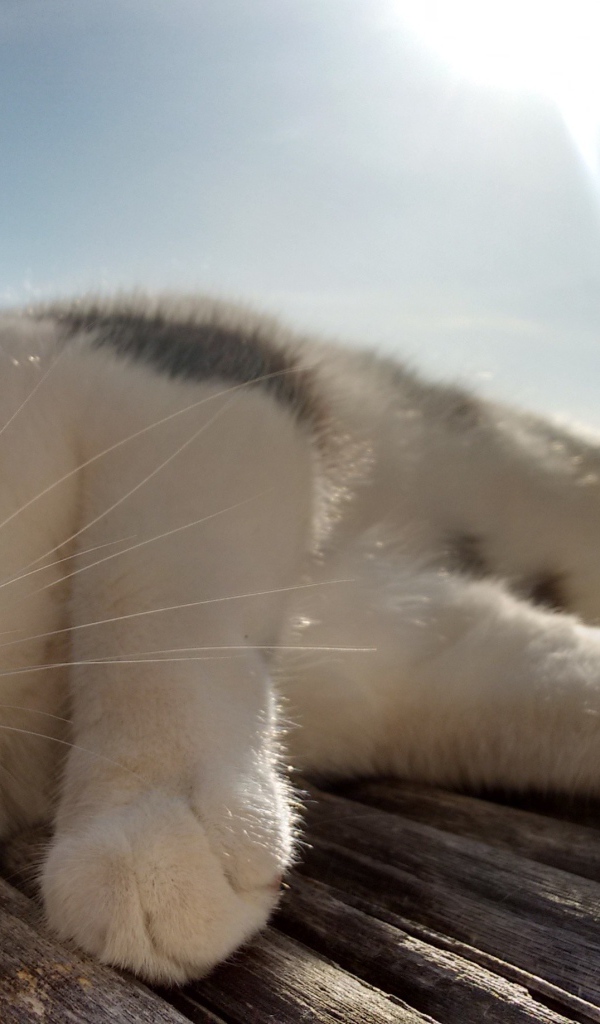 Кот сладко дремлет под лучами солнца