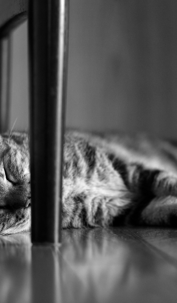 Кот сладко спит под стулом