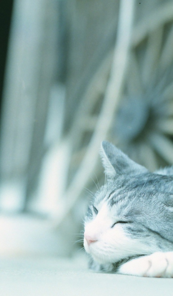 Кот в нашейном платке