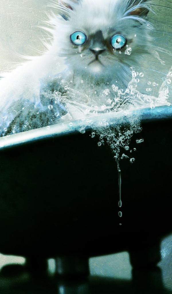 Голубоглазый кот не рад купанию