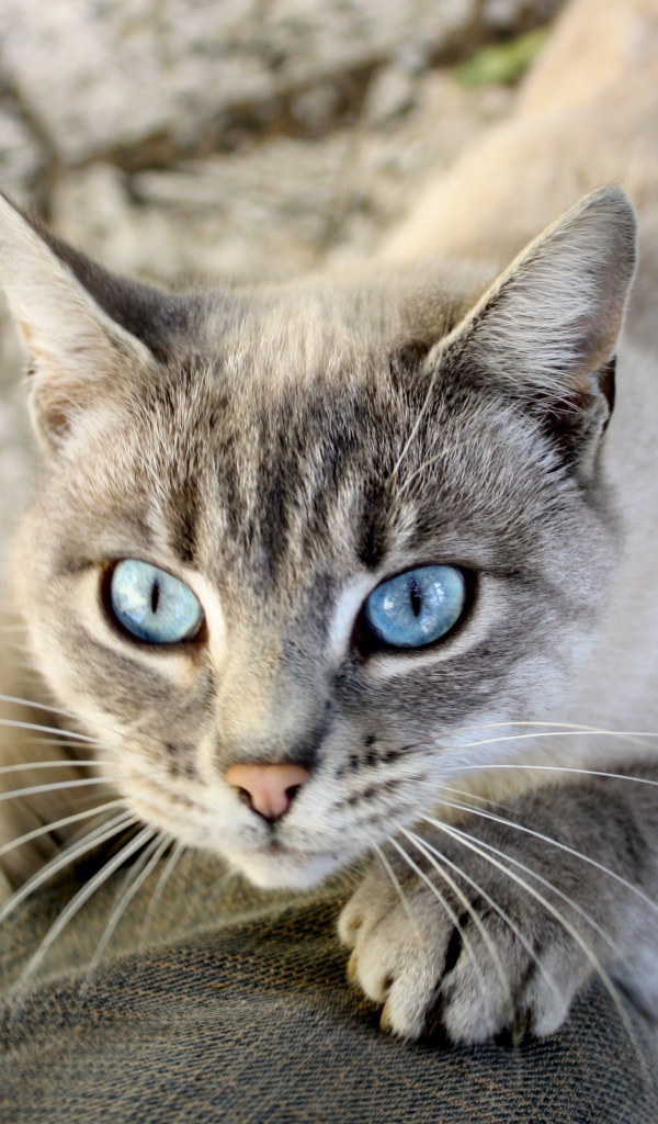 Голубоглазый кот тянется к хозяину