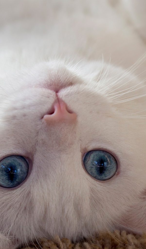 Голубоглазый белый кот лежит на спине