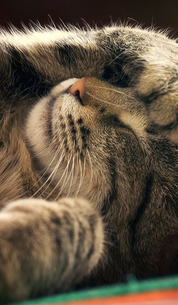 Кот закрывает мордочку лапой