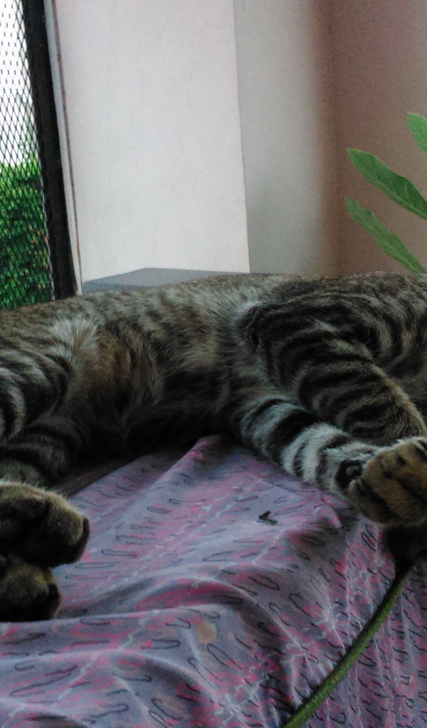 Кот лежит у окна и играет с ниткой