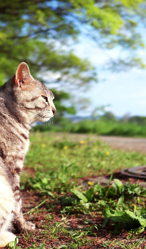 Кот сидит на земле возле люка
