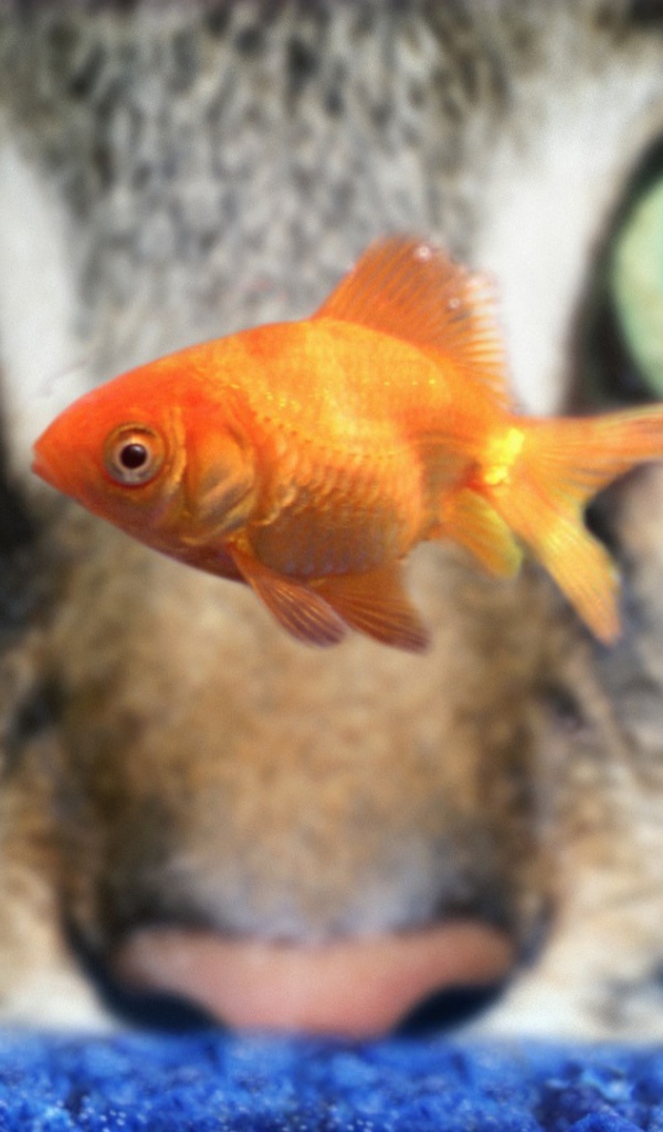 Кот наблюдает за рыбкой в аквариуме