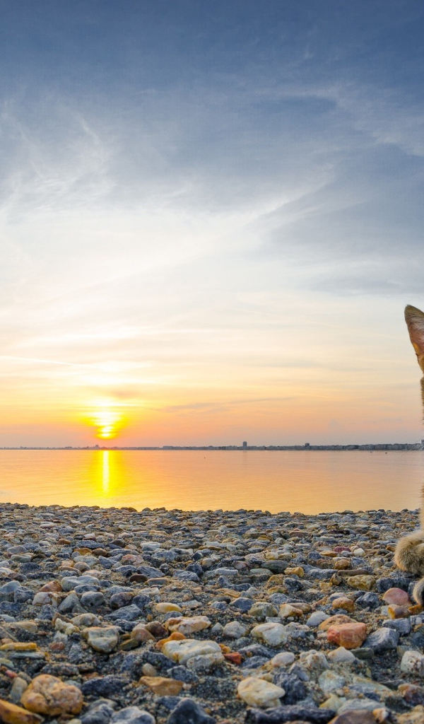 Кот лежит на гальке пляжа на закате