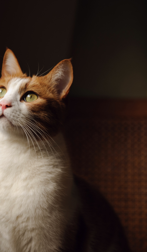 Кот смотрит на свет