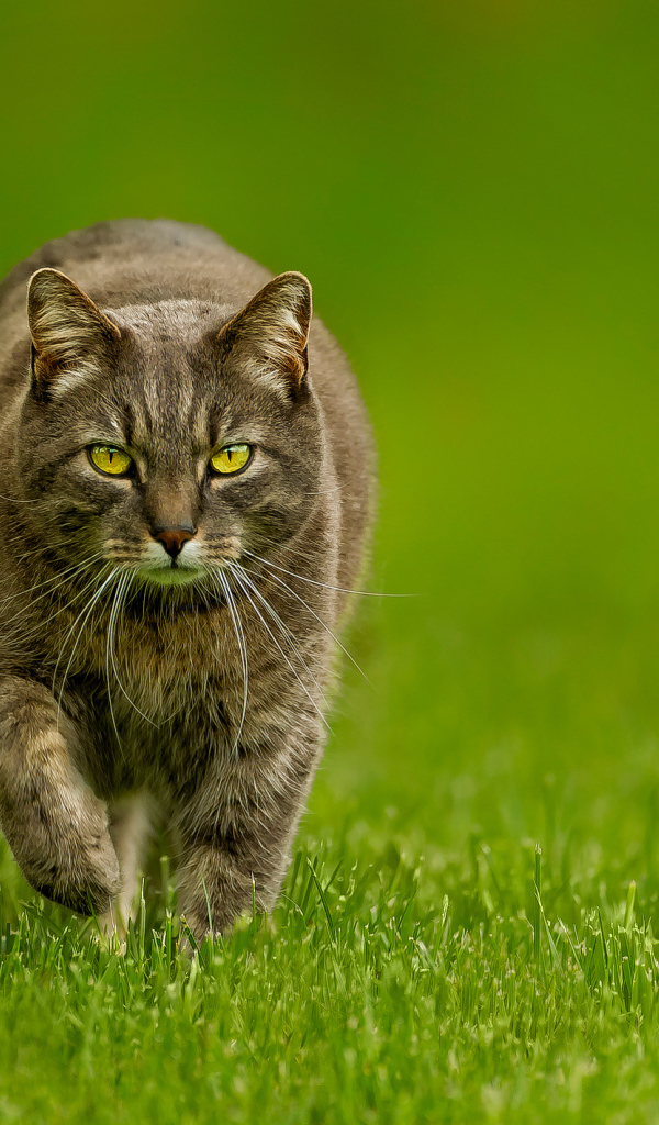 Кот бежит по зеленой траве