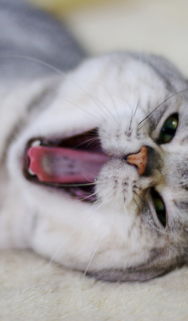 Кот кричит