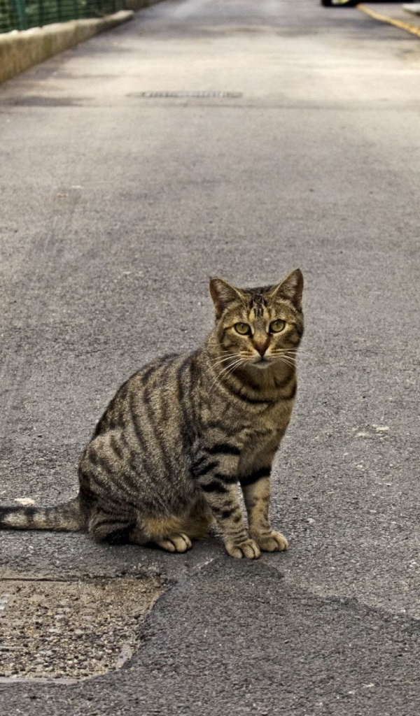 Кот сидит на дороге