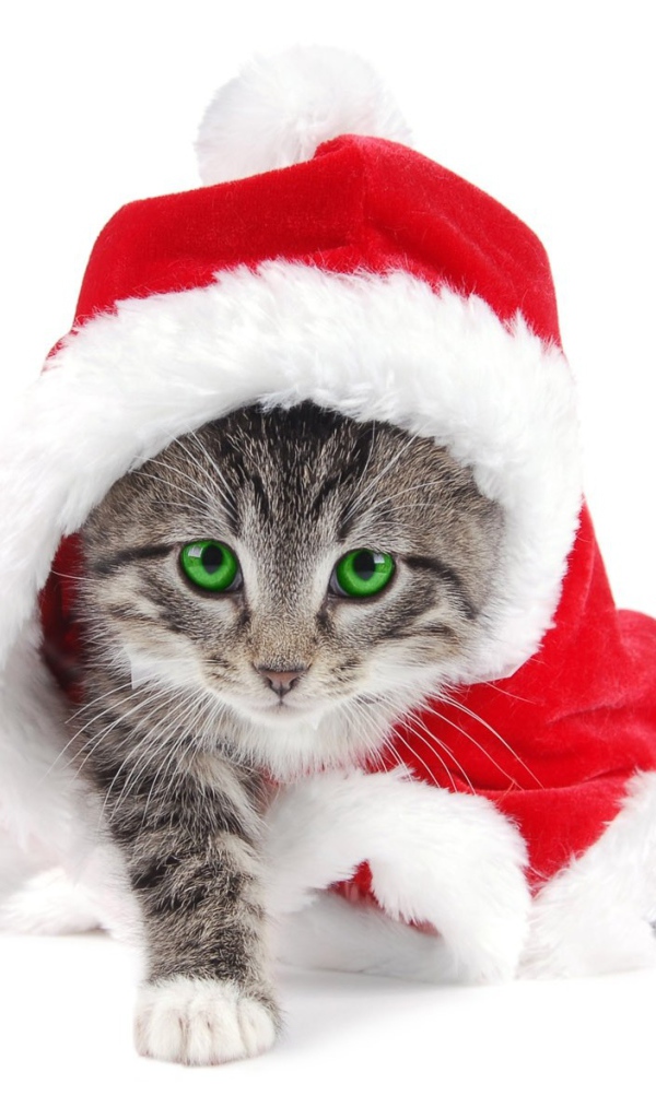 Зеленоглазый кот в костюме Санты