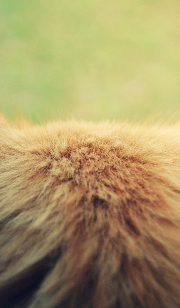 Затылок кошки