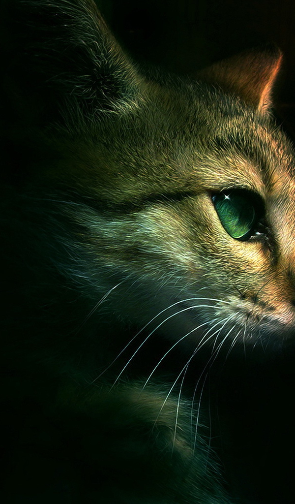 Голова кота на черном фоне