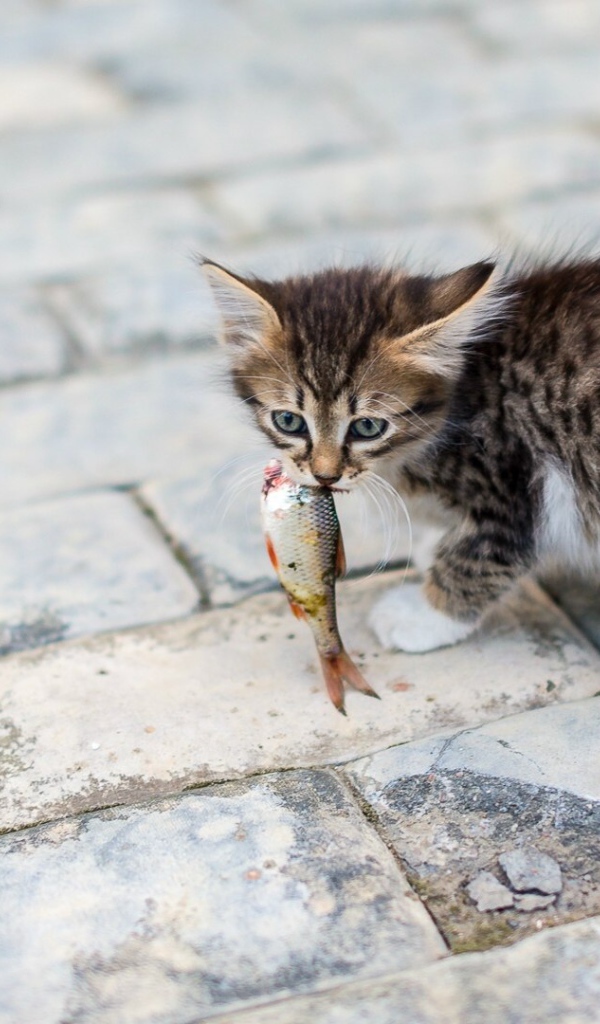 Котенок несет в зубах рыбку